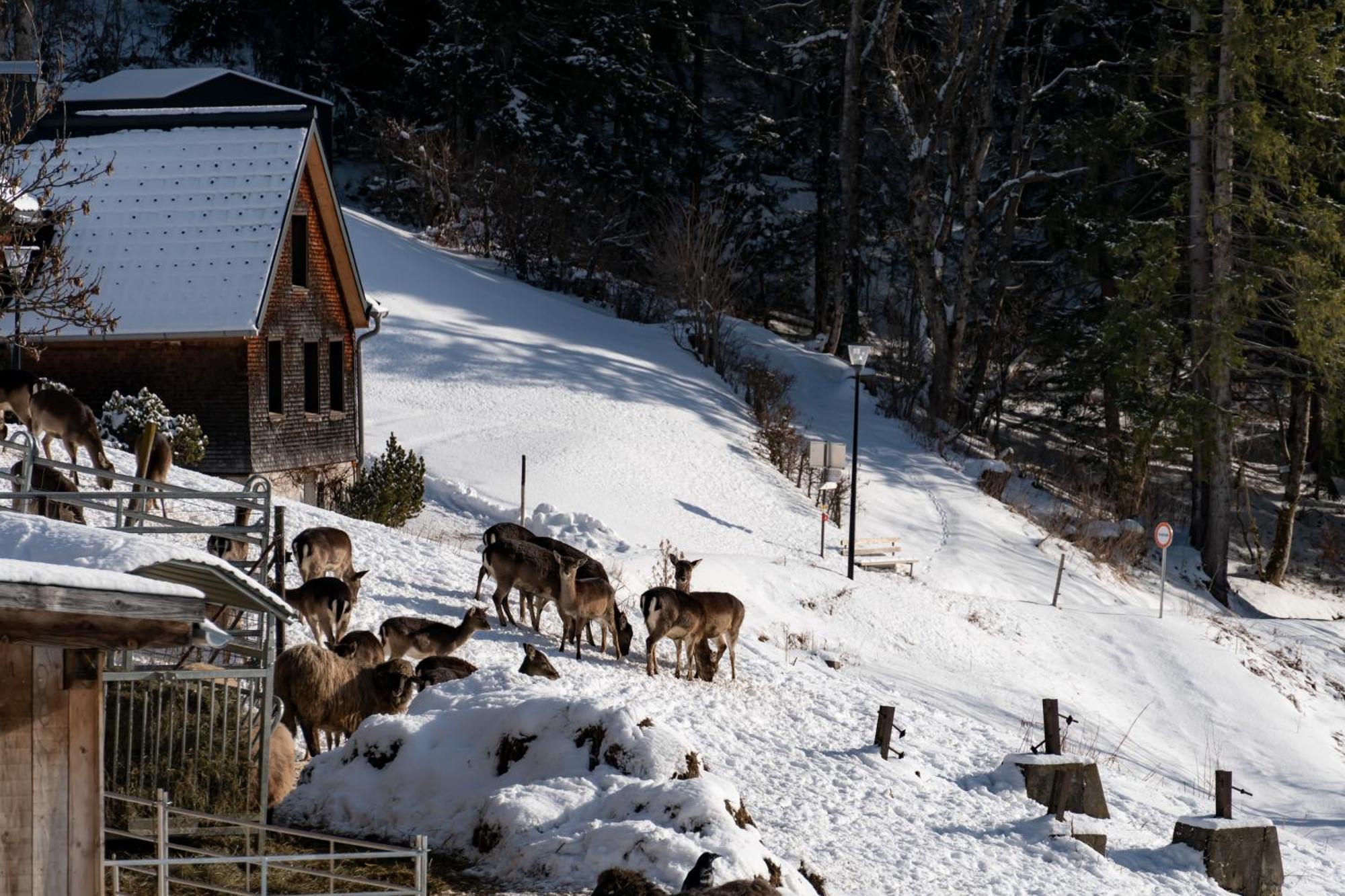 Peterhof Chalets Batschuns 외부 사진